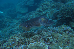 沖縄　diving　コブシメ