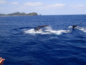 沖縄　ダイビング　慶良間　体験ダイビング　ウミガメと泳ごう