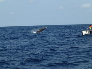 沖縄 ダイビング 慶良間 FUNダイビング 体験ダイビング