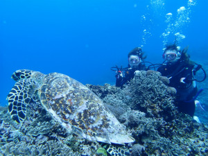 沖縄　ダイビング　慶良間　体験ダイビング