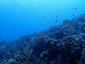 沖縄　ダイビング　慶良間　体験ダイビング