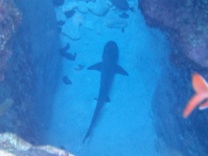 沖縄　ダイビング　慶良間　体験ダイビング