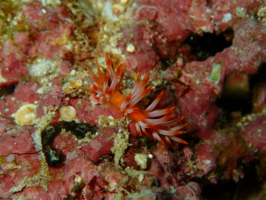 沖縄　ダイビング　万座　西海岸ボートFUNダイビング