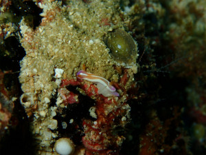 沖縄　ダイビング　万座　西海岸ボートFUNダイビング