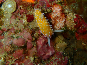 沖縄　ダイビング　万座　西海岸ボートFUNダイビング