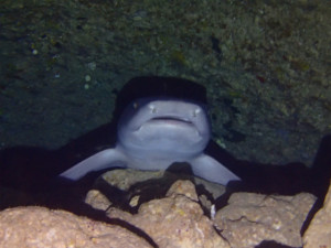 沖縄　ダイビング　万座　西海岸ボートFUNダイビング