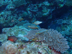 沖縄　ダイビング　万座　西海岸ボートFUNダイビング