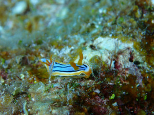 沖縄　ダイビング　慶良間　体験ダイビング