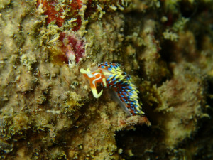 沖縄　ダイビング　FUNダイビング　レッドビーチ