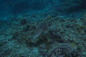 沖縄　ダイビング　コブシメ