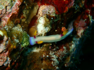 沖縄　ダイビング　慶良間　体験ダイビング　ウミガメ