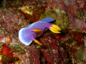 沖縄　ダイビング　慶良間　体験ダイビング　ウミガメ