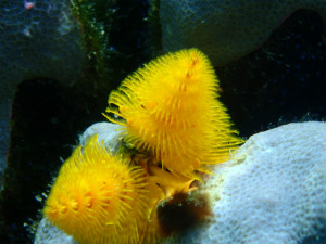 沖縄　ダイビング　砂辺　体験ダイビング　親子