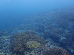 沖縄　ダイビング　砂辺　体験ダイビング　親子