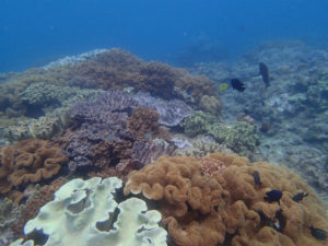 沖縄　ダイビング　砂辺　体験ダイビング