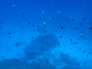 沖縄　ダイビング　慶良間　体験ダイビング