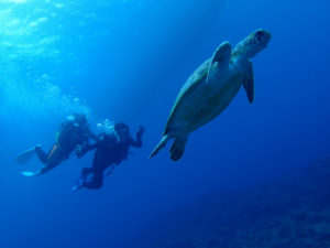 沖縄　体験ダイビング　ウミガメ