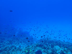 沖縄　ダイビング　慶良間　体験ダイビング　FUNダイビング