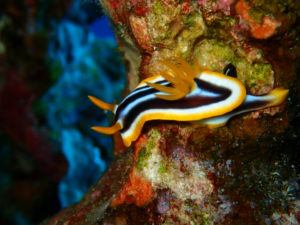 沖縄　ダイビング　慶良間　体験ダイビング　FUNダイビング