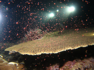 沖縄　ダイビング　ミドリイシの産卵