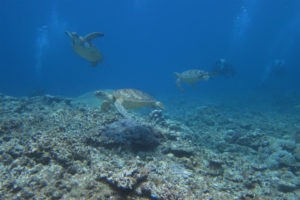 沖縄　ダイビング　慶良間　体験ダイビング