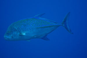 沖縄　ダイビング　慶良間　FUNダイビング