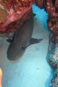 沖縄　ダイビング　慶良間　体験ダイビング　FUNダイビング