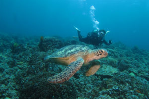 沖縄　ダイビング　ウミガメ