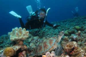 沖縄　ダイビング　アオウミガメ