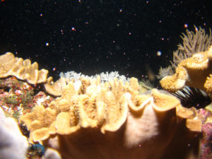 沖縄　ダイビング　ソフトコーラルの産卵