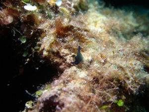 沖縄　ダイビング　砂辺　調査ダイブ