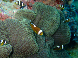 沖縄　ダイビング　砂辺　調査ダイブ