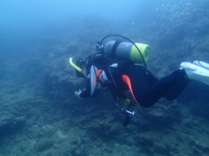 沖縄　ダイビング　砂辺　調査ダイブ