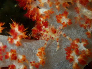 沖縄　ダイビング　砂辺　調査ダイブ