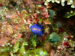 沖縄　ダイビング　砂辺　調査ダイブ