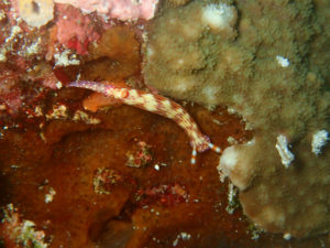 沖縄　ダイビング　慶良間　FUNダイビング