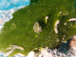 沖縄　ダイビング　慶良間　FUNダイビング