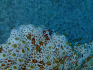 沖縄　ダイビング　慶良間　FUNダイビング