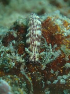 沖縄　ダイビング　砂辺　OWD講習　PADI　ライセンス講習