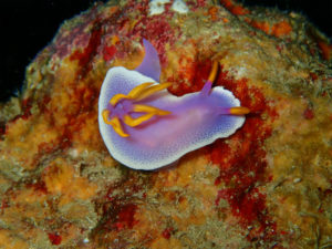 沖縄　ダイビング　万座　ＦＵＮダイビング