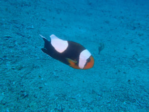 沖縄　ダイビング　万座　ＦＵＮダイビング