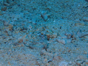 沖縄　ダイビング　万座　ＦＵＮダイビング