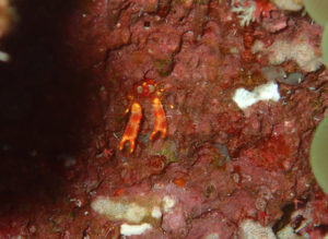 アナモリチュウコシオリエビ