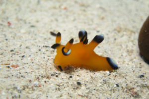 ウデフリツノザヤウミウシ