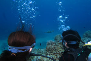 沖縄　体験ダイビング