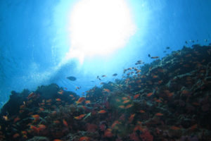 沖縄　体験ダイビング　黒島