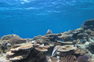 沖縄　体験ダイビング　サンゴ礁