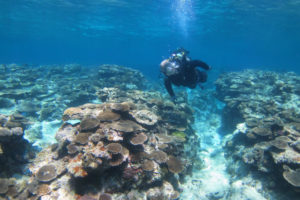 沖縄　体験ダイビング　サンゴ礁　パライソ