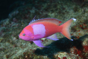 スミレナガハナダイ