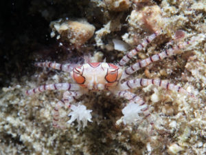 キンチャクガニ